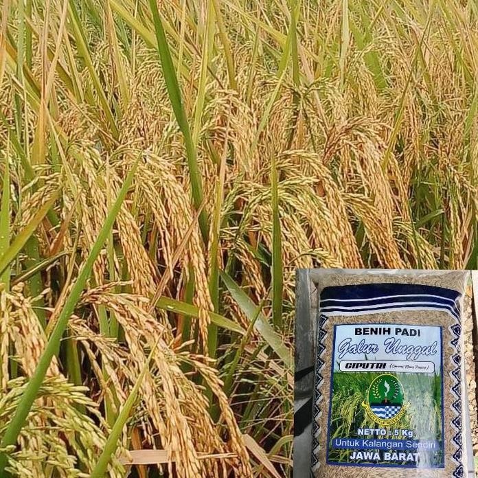 

Terlaris Benib Padi Unggu Terbaru Ciputri ( Ciherang Malay Panjang) 5Kg
