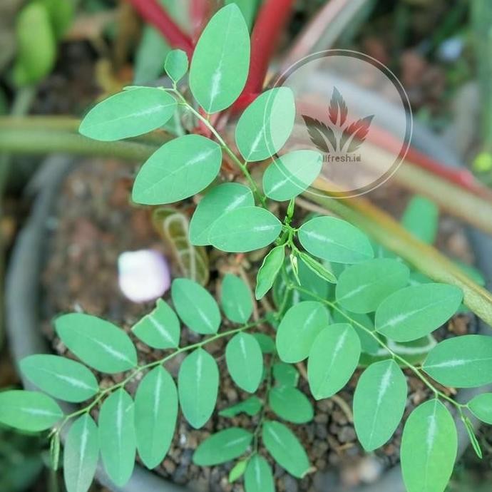 

Terlaris Bibit Tanaman Katuk / Bibit Pohon Daun Katuk / Tanaman Katuk Herbal