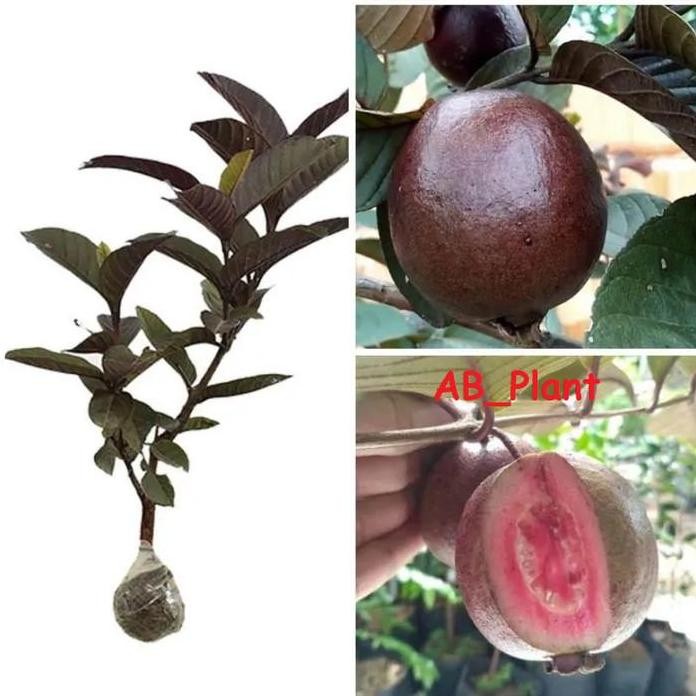 

Terlaris Bibit Tanaman Jambu Merah Australia Asli Okulasi Cepat Berbuah