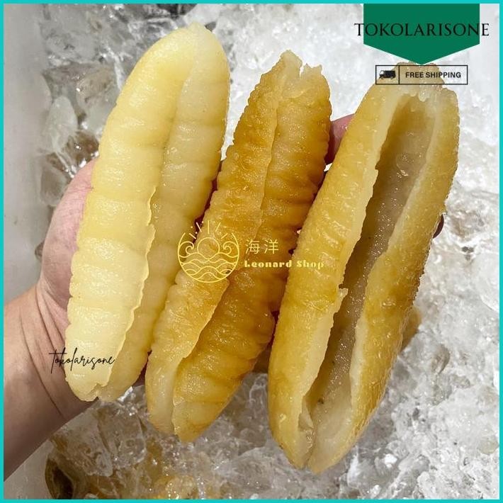 

TERIPANG FRESH 500GR SUPER BANGKA BELITUNG TEBAL / HAISOM GOSOK GAMAT