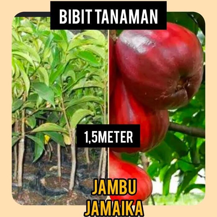 

Terlaris Bibit Jambu Jamaika 1.5 Meter