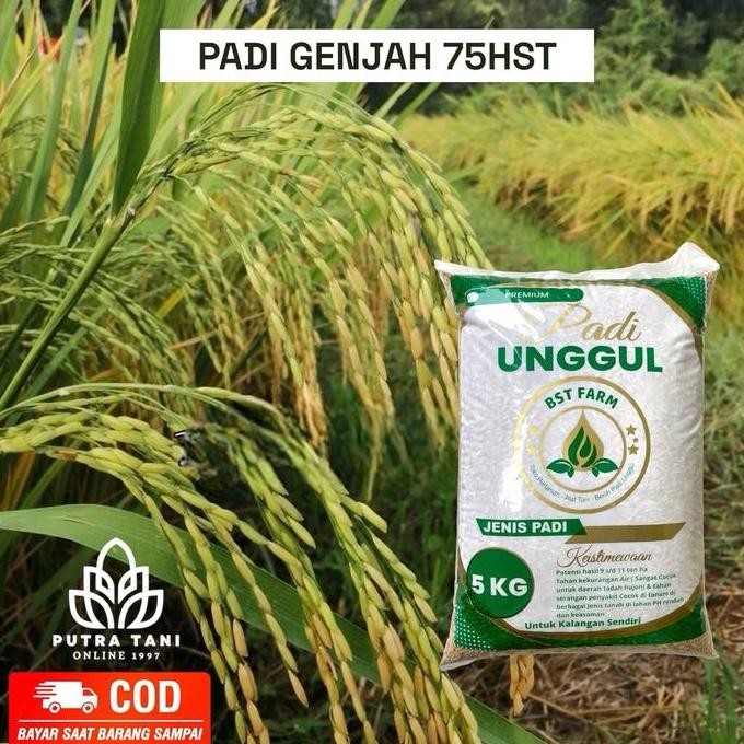 

Terlaris Padi Unggul Genjah 75 Hst 5Kg