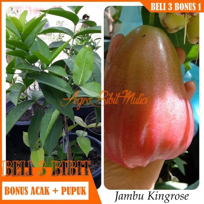 

Terlaris Bibit Tanaman Buah Jambu Air Kingrose Unggul
