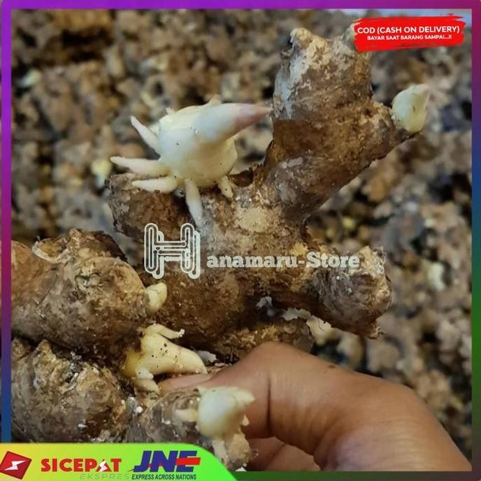 

Terlaris 200Gram Bibit Jahe Gajah Bertunas Super Siap Tanam