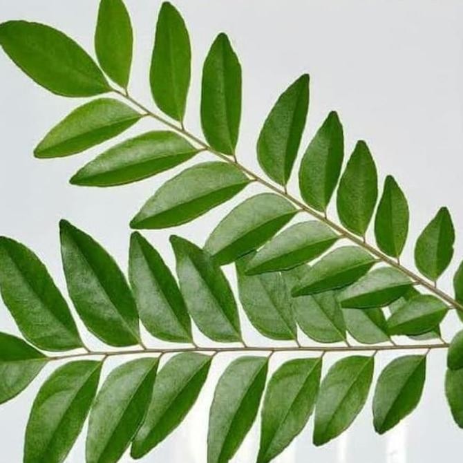 

Terlaris Bibit Pohon Salam Koja/Temuru/Daun Kari - 20 Cm Murah