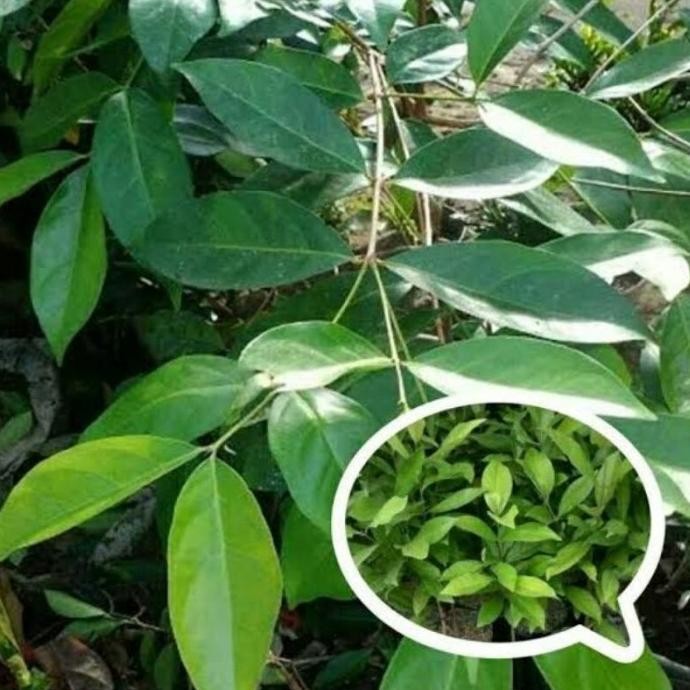 

Terlaris Bibit Pohon Salam Daun Salam Bumbu Masak Tanaman Daun Salam