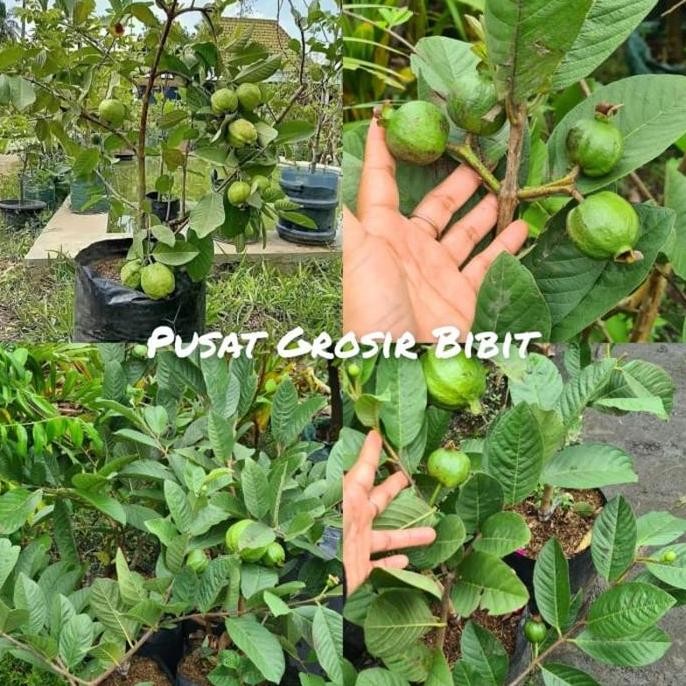 

Terlaris Bibit Jambu Kristal Tanpa Biji Kondisi Berbuah / Berbunga - Jambu