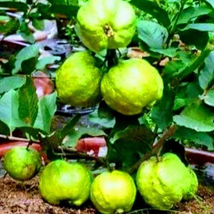

Terlaris Bibit Jambu Kristal Bangkok Berbunga/Berbuah