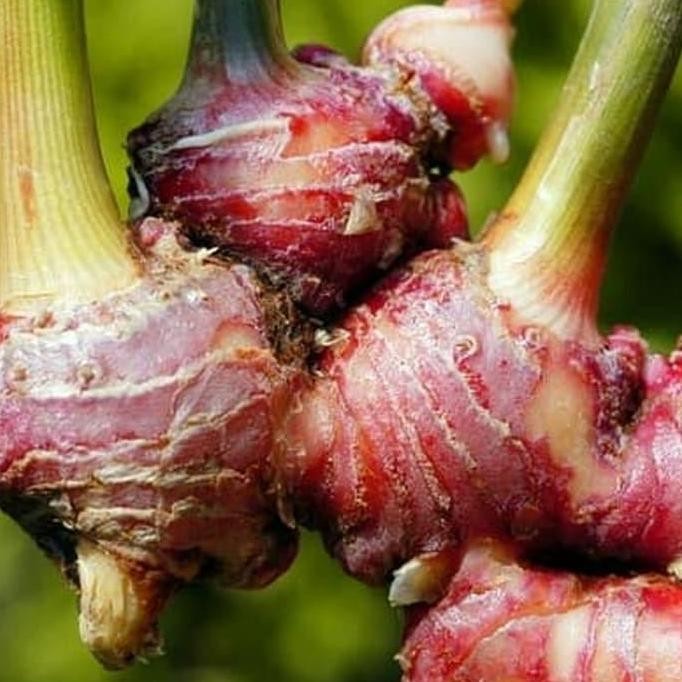 

Terlaris Bibit Jahe Merah Berkualitas Super Siap Tanam
