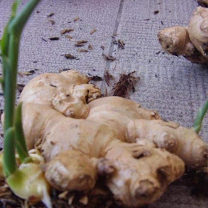 

Terlaris Jahe Gajah Basah Segar Bibit Benih Konsumsi Herbal/500Gram