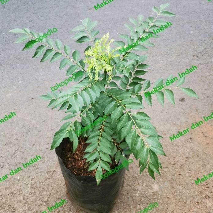 

Terlaris Um(1) Bibit Pohon Daun Kari, Salam Koja/ Tanaman Salam Koja, Daun Kare