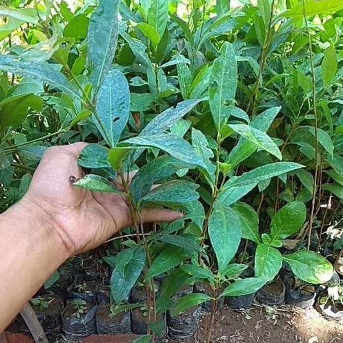 

Terlaris T05. Bibit Tanaman Daun Salam Daun Rempah Terlaris .