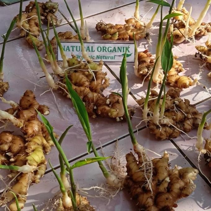 

Terlaris Bibit Jahe Emprit