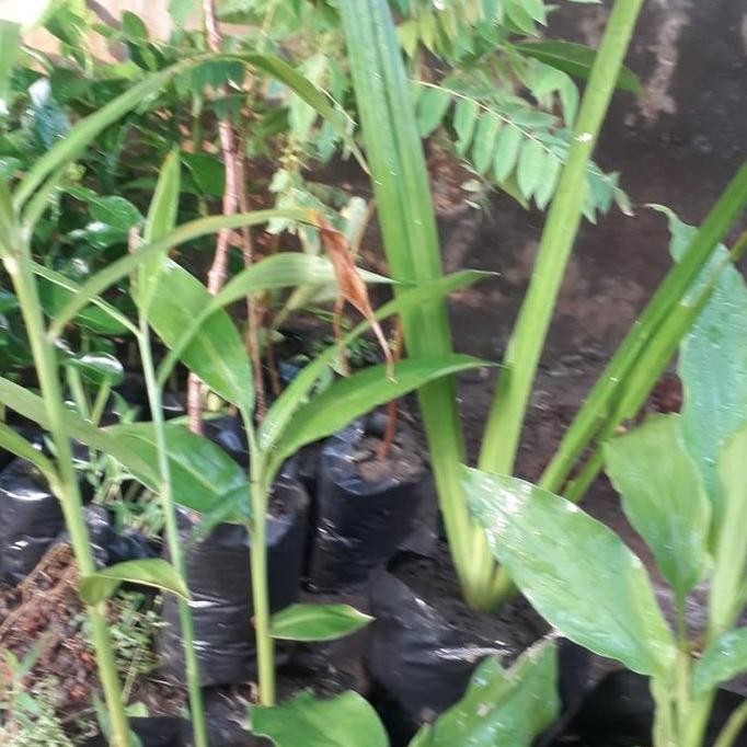 

Terlaris 5 Paket Bibit Rempah Jahe ,Lengkuas,Kencur,Kunir,Dlingu