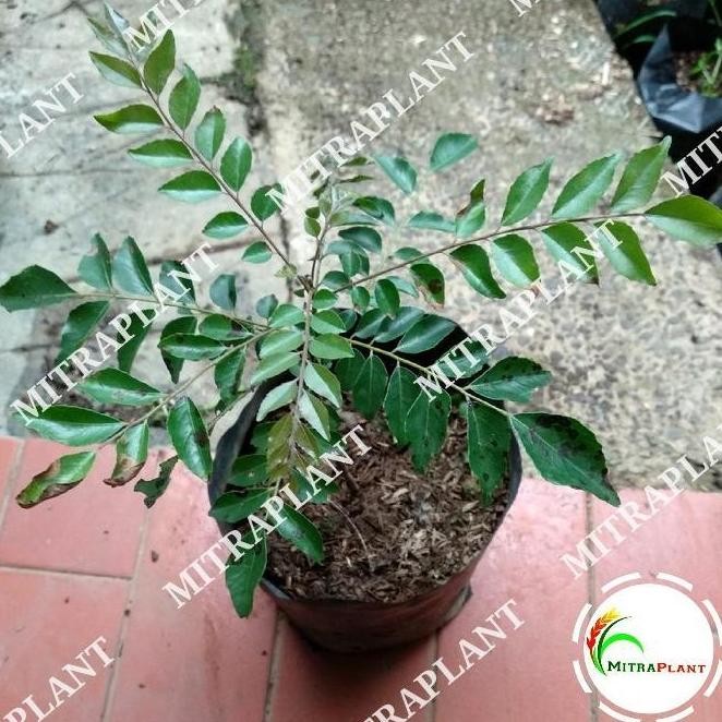 

Terlaris Bibit Tanaman Salam Koja - Pohon Salam Koja - Daun Temuru - Daun Kari