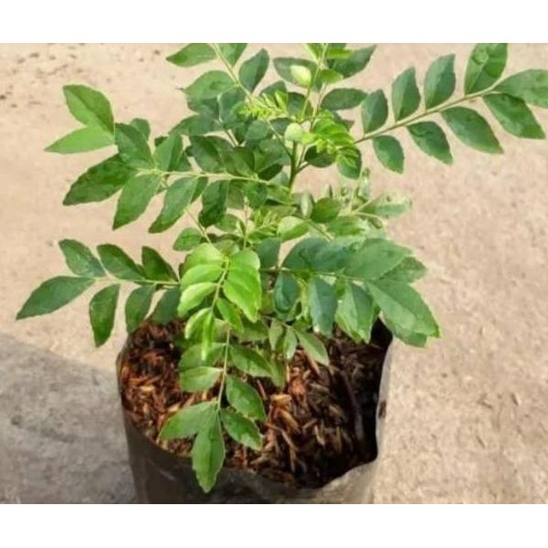 

Terlaris Ready Tanaman Daun Kari Bibit Salam Koja Temuru