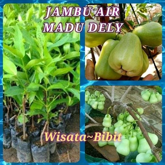

Terlaris Bibit Jambu Air Madu Delly Siap Berbuah