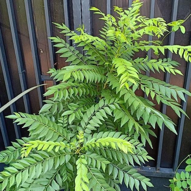 

Terlaris Bibit Salam Koja/Daun Kari Ovgmqo 3142Ug