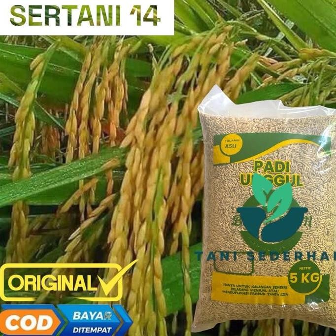 

Terlaris Benih Padi Sertani Asli 5 Kg ( Tani Sesederhana )