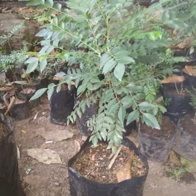 

Terlaris Pohon Salam Koja / Daun Kari - Bibit Tanaman Pohon Salam Koja Top