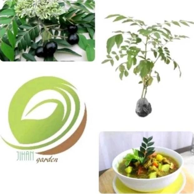 

Terlaris Obral Bibit Pohon Tanaman Daun Salam Koja