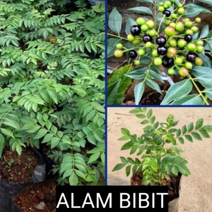 

Terlaris Bibit Tanaman Daun Kari/Salam Koja Untuk Penyedap Bumbu Masakan(Beli 5 Gratis 1)
