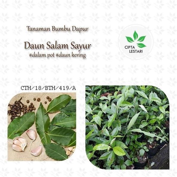 

Terlaris Paket 3 Bibit Pohon Daun Salam Sayur - Tanaman Herbal Bumbu Dapur