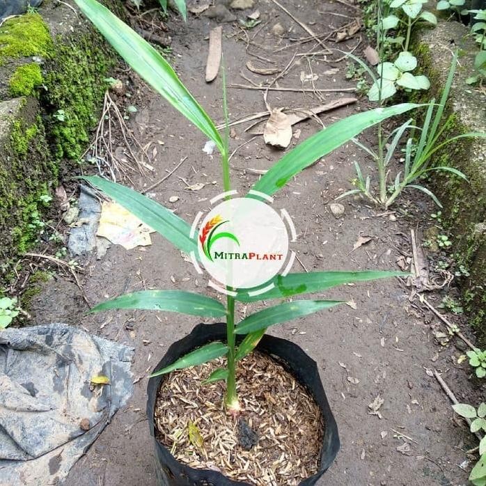 

Terlaris Bibit Tanaman Jahe Merah - Pohon Jahe Merah - Tanaman Herbal Istimewa