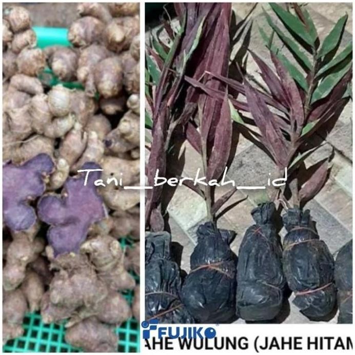 

Terlaris Bibit Jahe Wulung/Jahe Hitam(Beli 5 Gratis 1) Import Premium