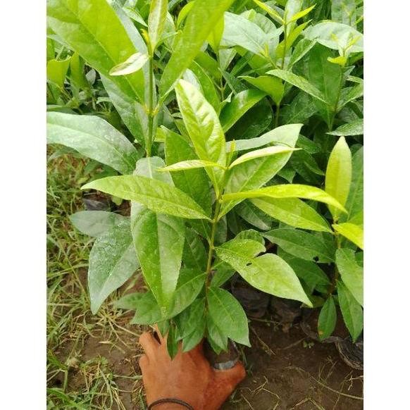 

Terlaris Paket 3 Bibit Daun Salam Bisa Di Tanam Di Pot.