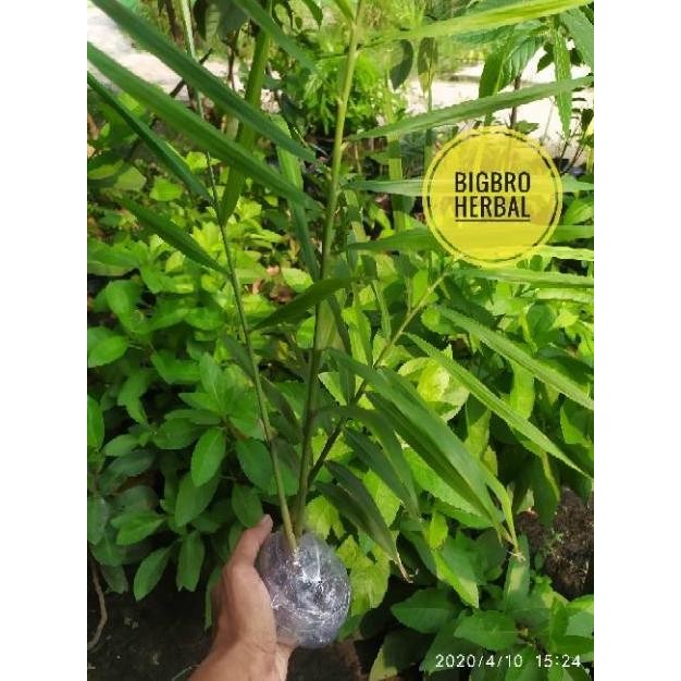 

Terlaris Bibit Jahe Merah Geuwfs 2004Qk