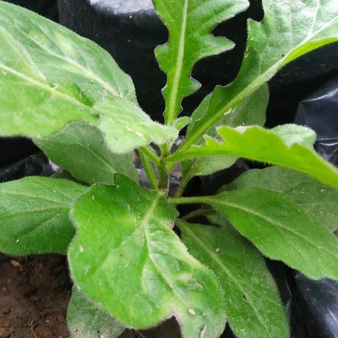 

Terlaris Bibit Daun Dewa Tanaman Herbal Obat