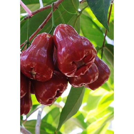 

Terlaris Bibit Jambu Citra Buah Jumbo Dan Genjah | Wbp