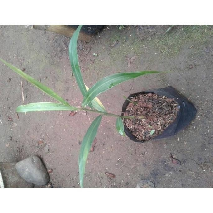 

Terlaris Bibit Pohon Jahe Merah Unggul Murah Cod