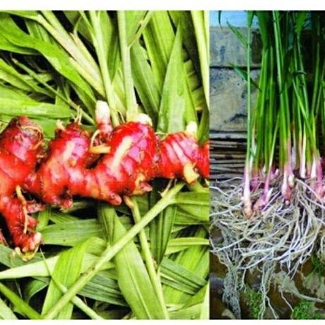 

Terlaris Bibit Tanaman Obat Herbal Jahe Merah Bibit Tanaman Super Unggul Asli Original