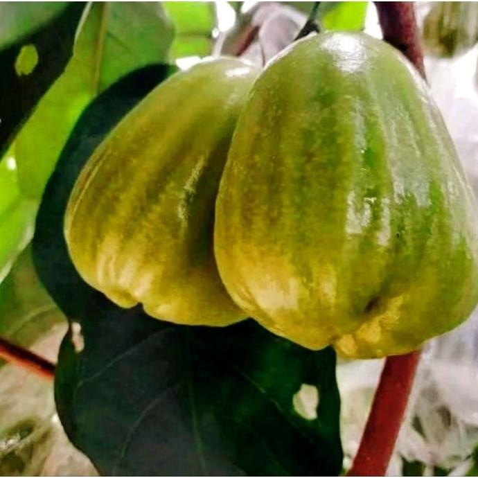 

Terlaris Bibit Buah Jambu Air Madu Tanpa Biji Cincalo Tebu Asal Tangerang Okulasi Cepat Berbuah Cocok Dalam Pot