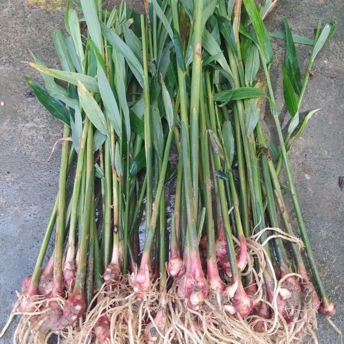 

Terlaris Bibit Jahe Merah Super Siap Tanam