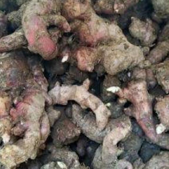 

Terlaris Bibit Jahe Merah Super 1 Kg