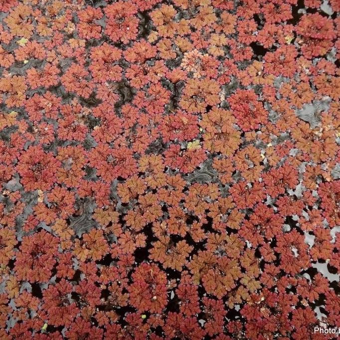 

Terlaris Ajola Mikropila Merah Media Pakan Hewan Ternak &*Pupuk Organik/1Kg