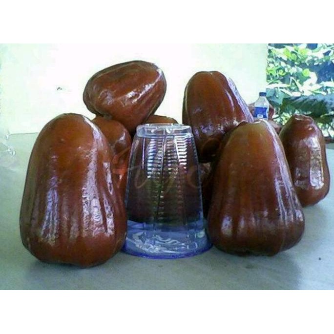 

Terlaris Bibit Tanaman Buah Jambu Air Giant Rose