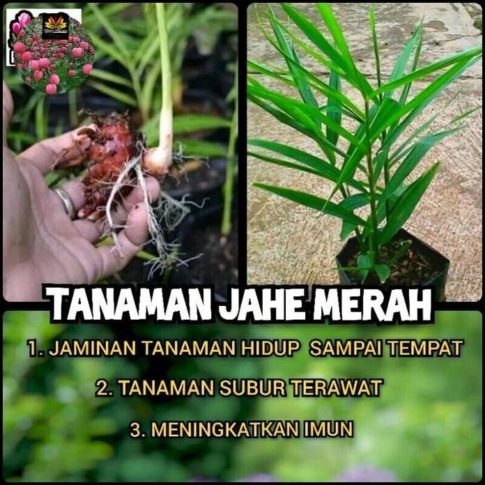 

Terlaris Diskon Produk Nusantara Bibit Tanaman Jahe Merah Bibit Unggul