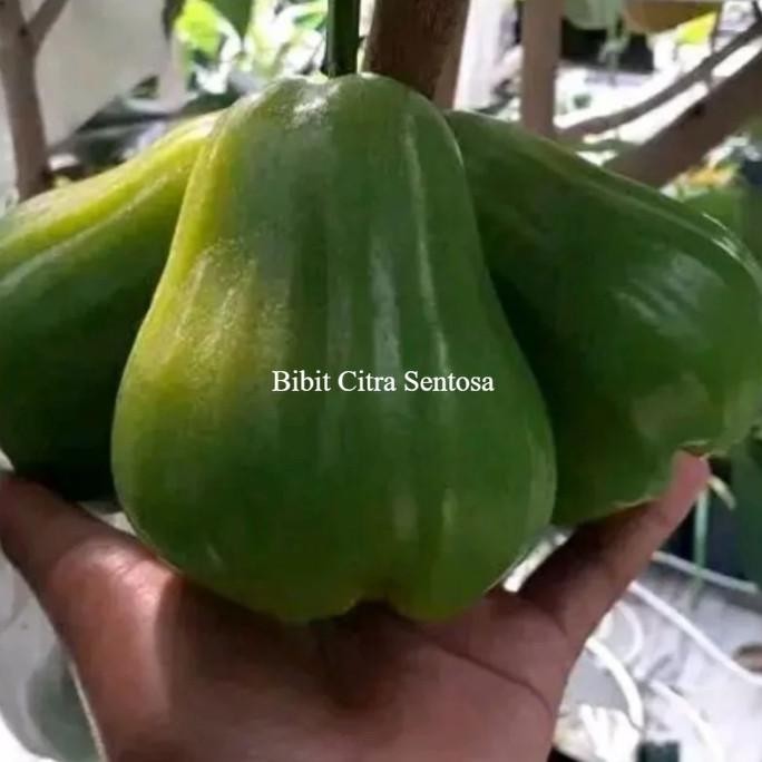 

Terlaris Bibit Tanaman Jambu Air Green Giant Cangkok Siap Berbuah