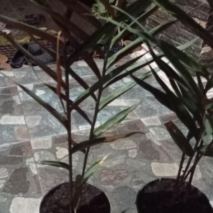 

Terlaris Bibit Jahe Hitam/Wulung Original - Anakan By Argoplantbag