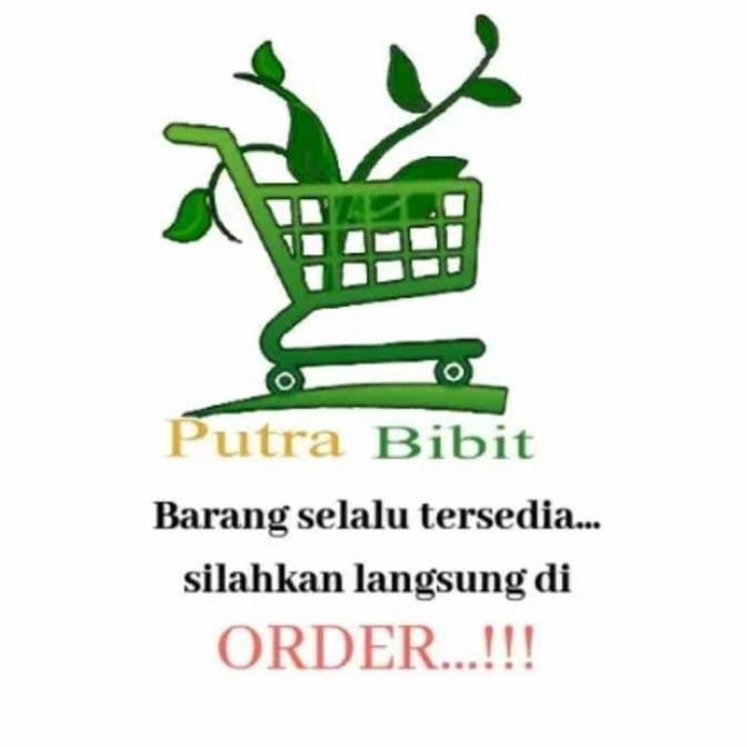 

Terlaris Bibit Jahe Merah - Benih Pohon Obat - Tanaman Herball By Argoplantbag