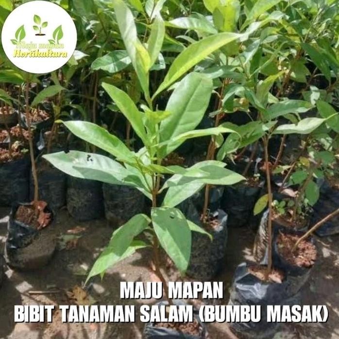 

Terlaris Bibit Salam/Bibit Daun Salam (Bumbu Masak)