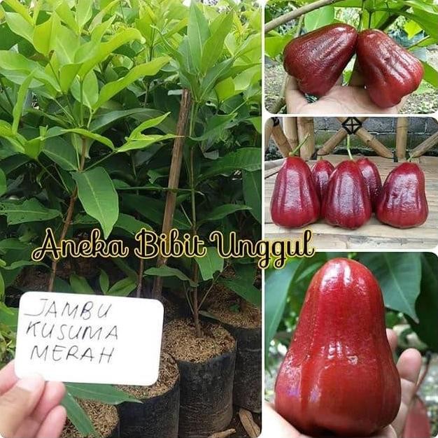 

Terlaris Bibit Jambu Air Kusuma Merah Aneka Bibit Unggul
