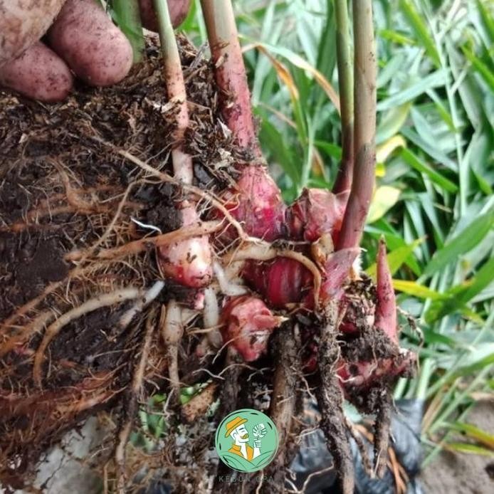 

Terlaris Bibit Tanaman Herbal Toga Tanaman Jahe Merah Berkualitas Unggul Eeee