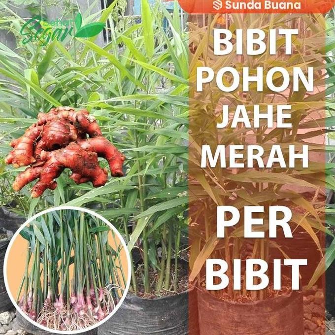 

Terlaris Bibit Jahe Merah Pohon Sudah Tumbuh Kualitas Unggul Per Bibit