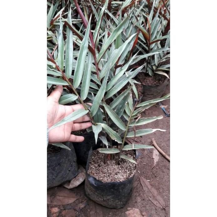 

Terlaris Bibit Tanaman Jahe Hitam Herbal Derrka 9391Cs