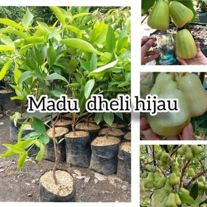 

Terlaris Bibit Jambu Air Madu Dheli Hijau Hasil Okulasi Cepat Berbuah